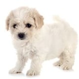 bichon maltais